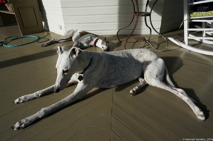 HS_DreamerSick_portrait01